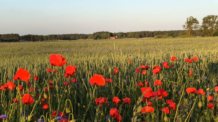 Das Studio Uckermark
