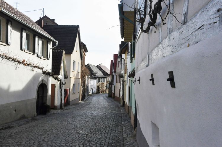 Scho­ckelgaul