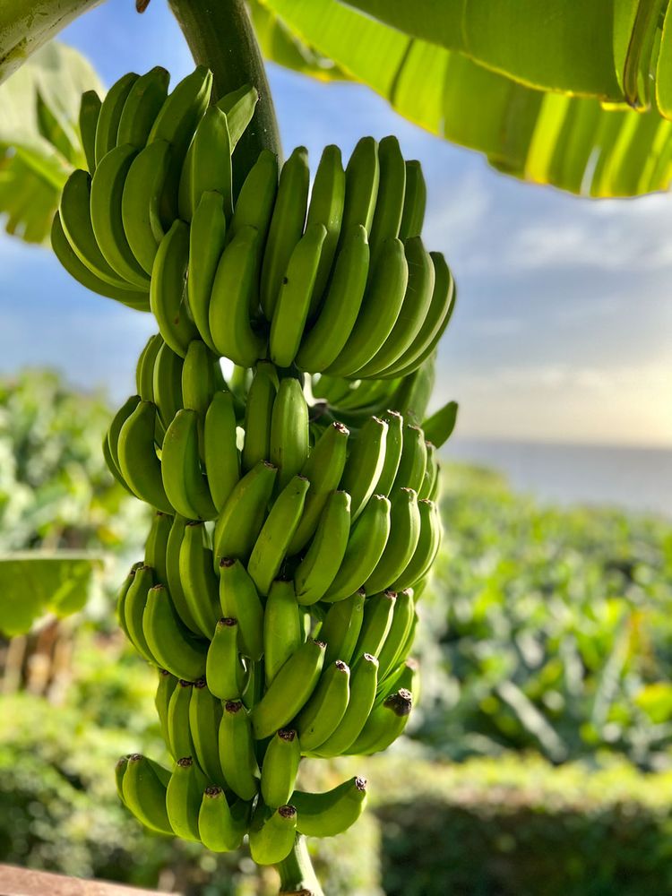 The Banana House