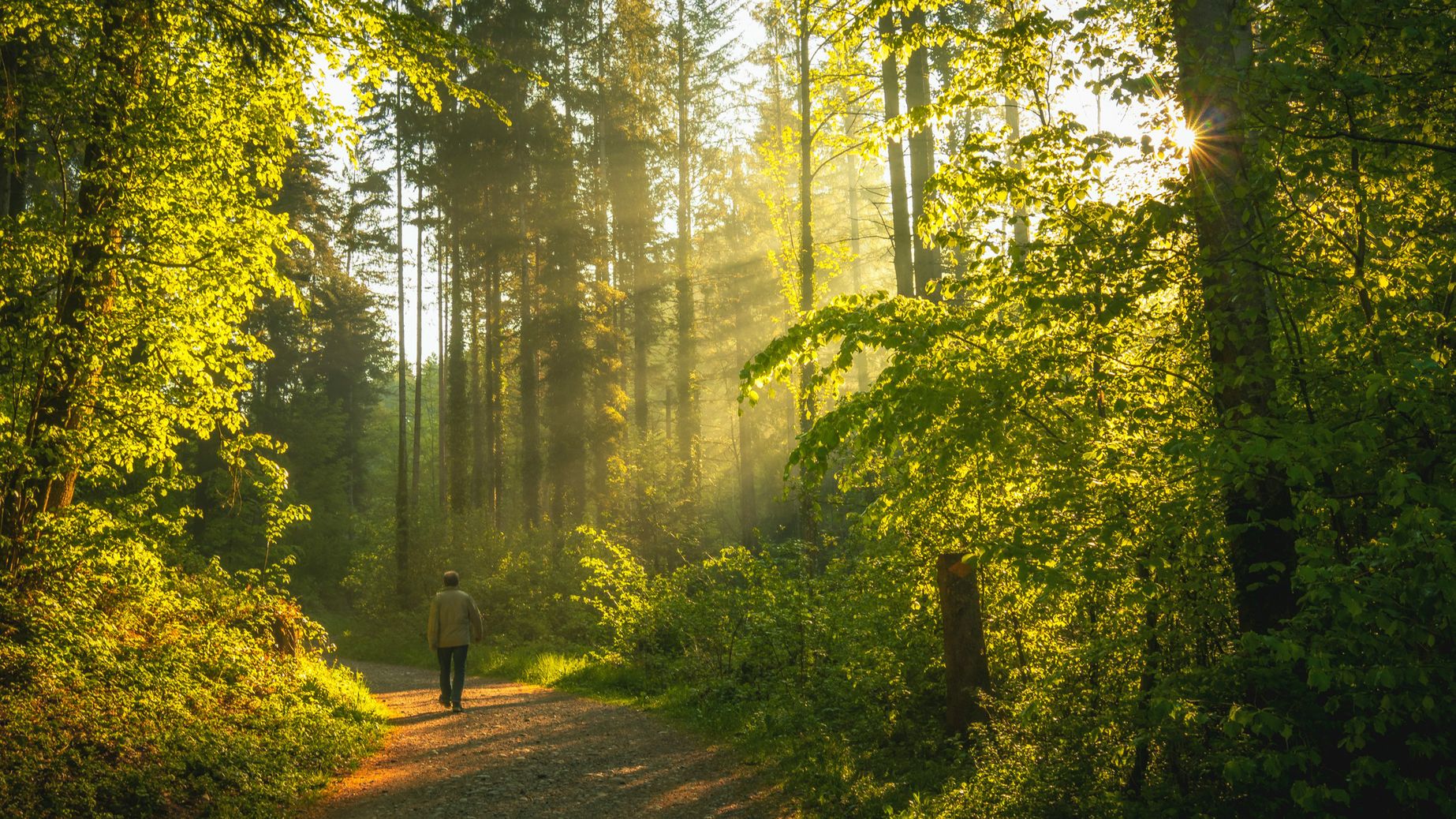 Forest Bathing: Into the Green