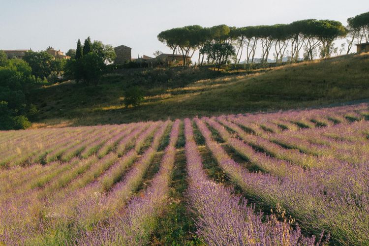 La Darbia in Chianti