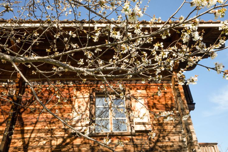 Josihaus