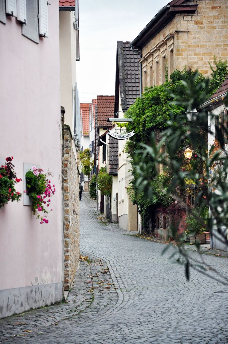 Scho­ckelgaul