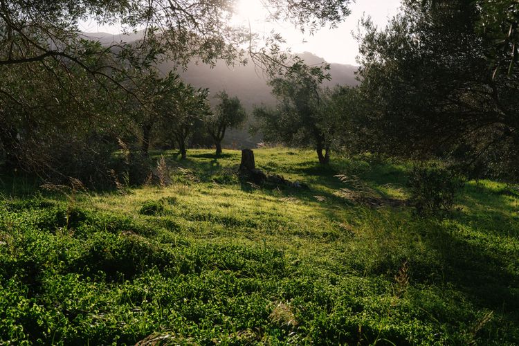 Meraki Studios