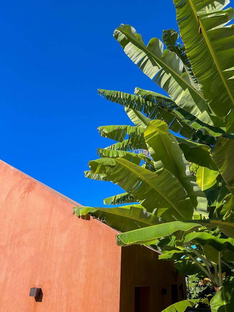 The Banana House