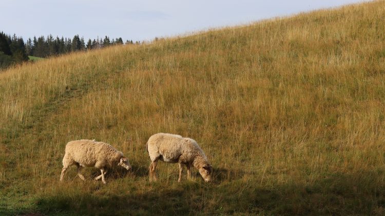 Am frü­heren Sei­ler­han­senhof