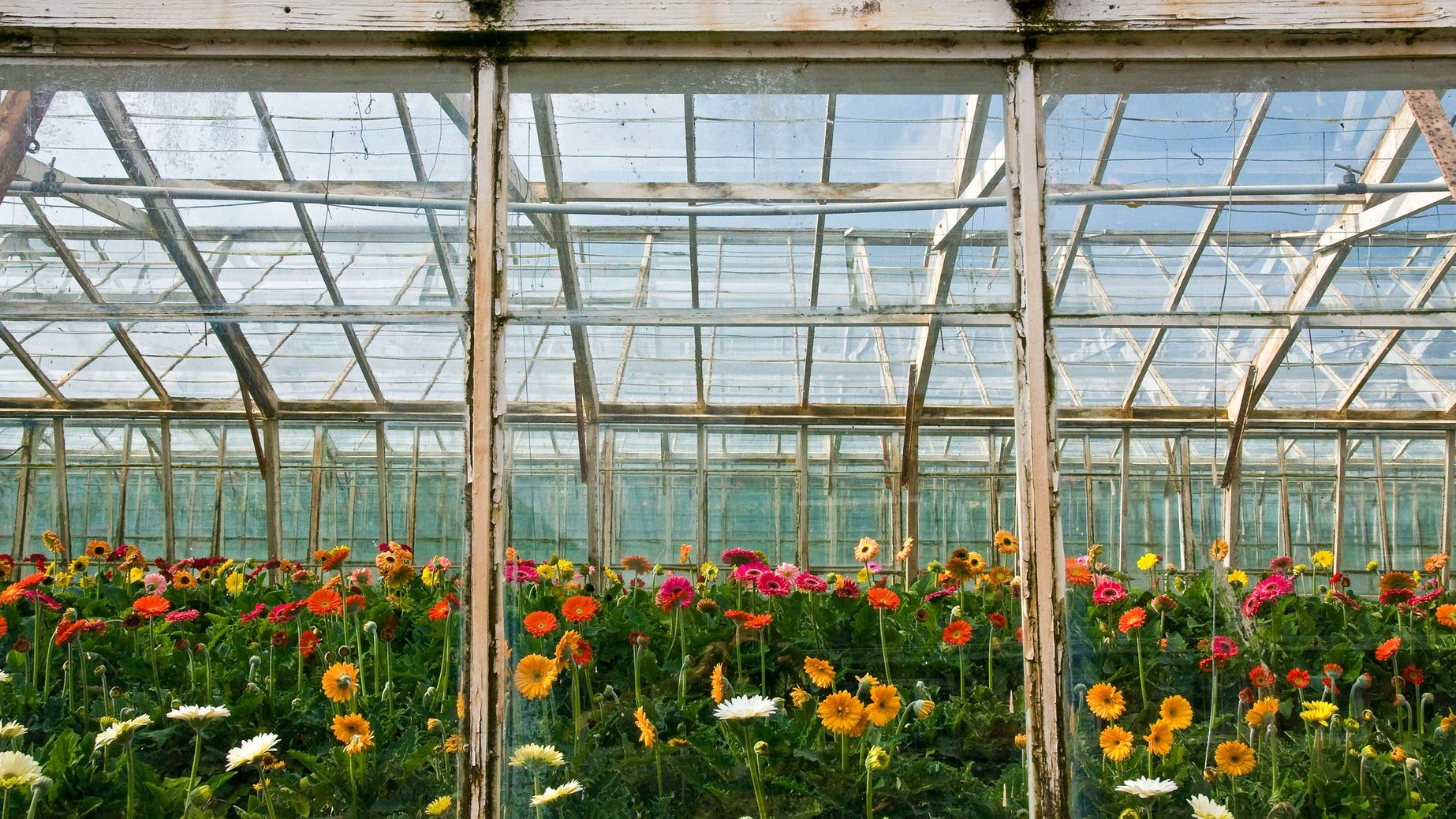Blumen, bitte!