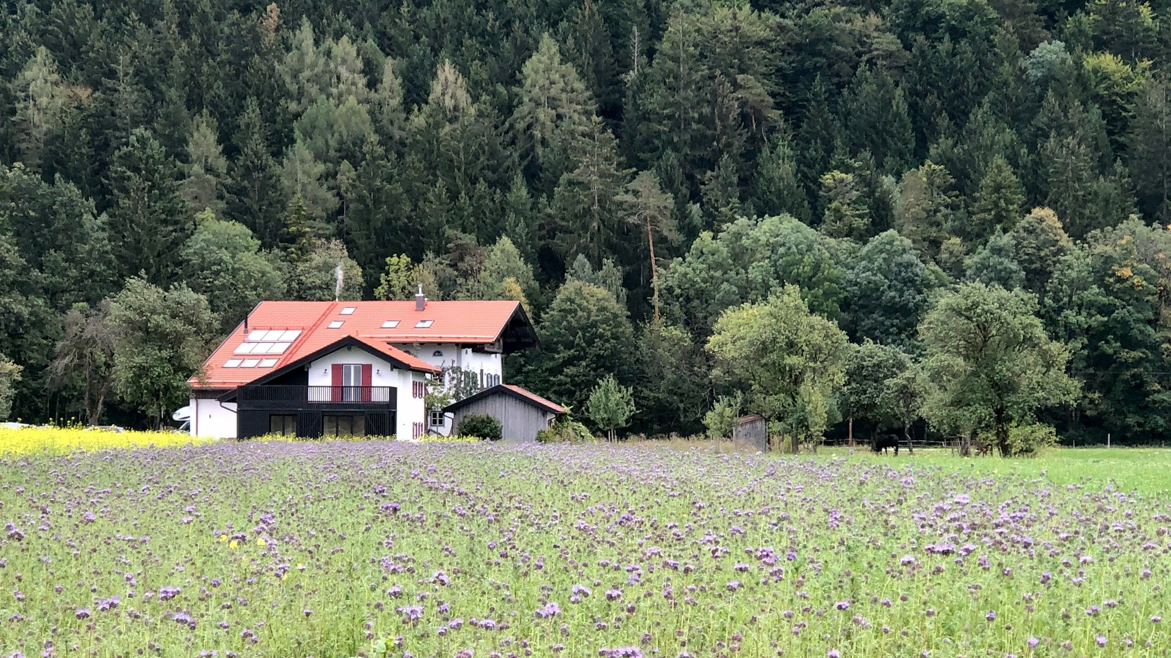 zuhaus-freiweidach-002