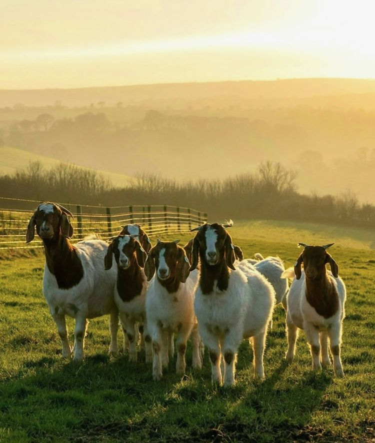 Fow­les­combe Farm