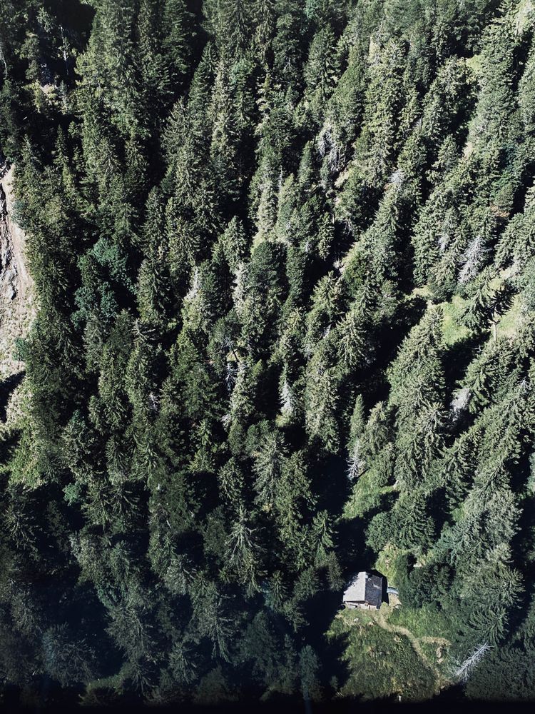Wald­chalets Brand­nertal